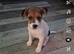 Jack russell