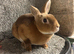 Mini Rex buck