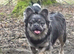 Fluffly frenchy
