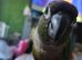 Green cheeky conure