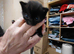 Russian blue x