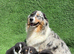 Australian Shepherd Puppies