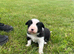 border collie pups both parents ISDS registered