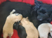 Long coat chihuahua pups Ready 9th July