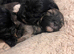 5 beautiful shihpoo puppies