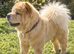 Luna the caramel chow chow
