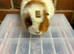 Friendly trio of guinea pigs