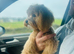 SMALL MALTIPOO PUPPIES