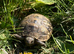 Mediterranean spurthigh tortoise hatchlings