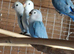 Peach faced lovebirds Lincolnshire