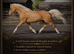 Palomino British riding pony colt yearling