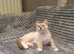 Beautiful GCCF Registered Ragdoll Kittens.