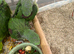 Alexandrine handreared babies