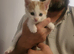 Maine coon cross kittens