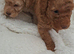 Beautiful toy poodle babies