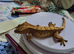 Crested gecko