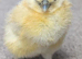 Silkie chickens for sale