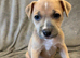 Staffy X puppies