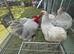 Bantam Pekin