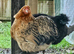 'Mini Mix' Hatching Eggs x6. (Small breeds)