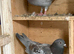Indigo red Barr and Indigo red Check RPRA rings coloured racing pigeons