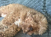 Toy poodle for stud