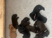 Beautiful Labrador Retriever puppies.