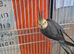 A pair of cockateils male and female