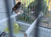 Two pairs of Zebra Finches