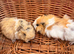 BOYS Texel x abssynian