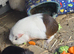 3 female guinea pig
