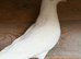 White Pigeons for Sale
