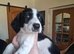 6 Kelpie cross spaniel