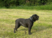 Cane Corso stud
