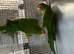 Red Fronted conure(eaglets)
