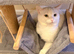 Stunning White Male Cat, 18 Months Old - Beautiful Eyes, Great with Children & Pets