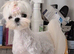 True Teacup Asian Maltipoo Puppies DNA Clear