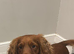 Cocker spaniel