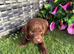 For sale genetically clear cockapoo