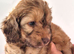 2 COCKAPOO BOYS LEFT READY TO LEAVE THIS WEEKEND
