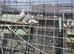 Zebra finches (white)