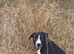 English bull dox cross collie