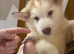 Huskie puppy