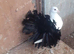 BLACK TAIL MARKED FANTAIL PIGEONS DOVES