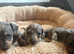 Dachshund puppies