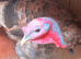 Heritage Slate Turkey
