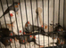 Zebra finches for sale