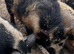 1 year old Kune kune/ Juliana gilt