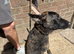 German Shepherd x Dutch Shepherd Female
