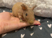 2 beautiful baby skinny pig girls looking for forever home